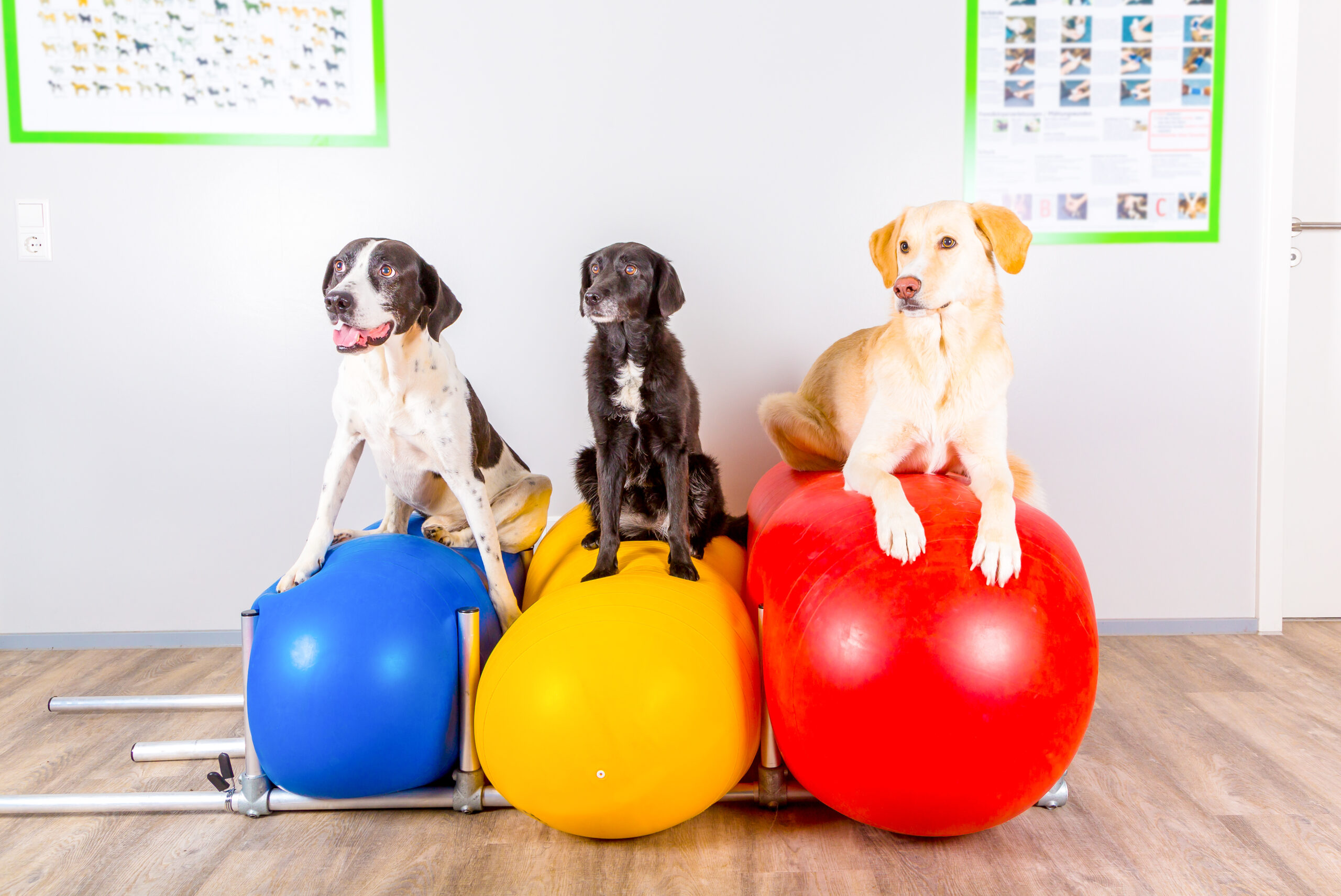 drei Hunde in einer Praxis für Physiotherapie