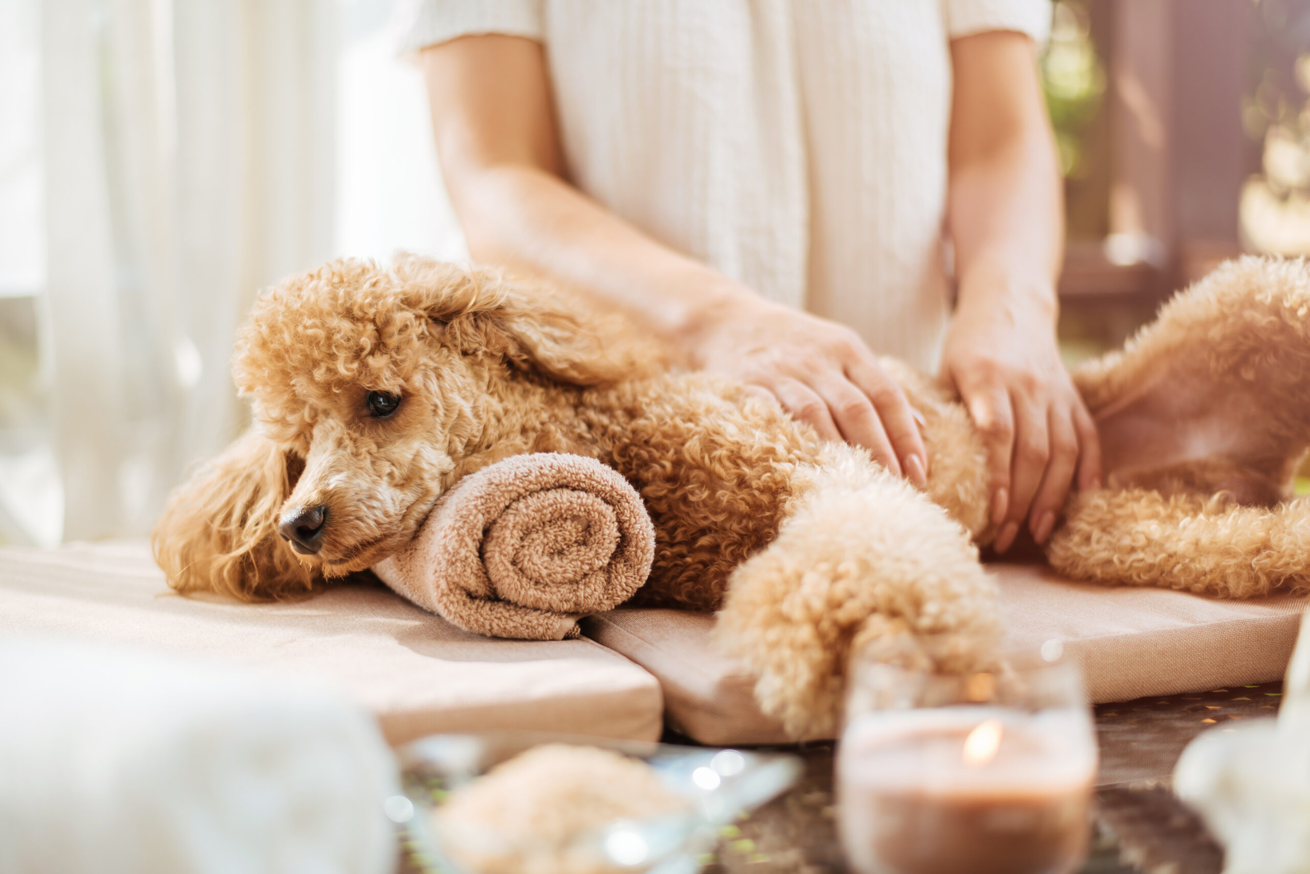 Woman giving body massage to a dog. Spa still life with aromat